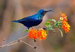 sun bird